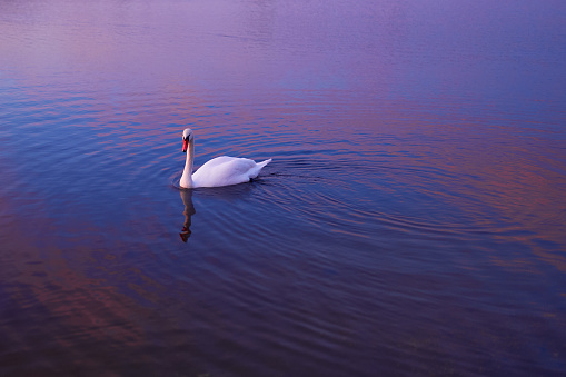 Beautiful swan swimming in lake at sunset time. Beautiful purple and pink colours