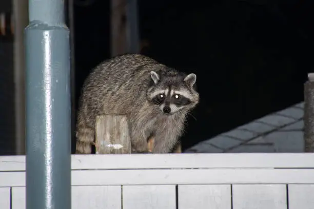 Raccoons (Procyon lotor) on fence at night looking for garbage or trash invading the city in Stanley Park, Vancouver British Columbia, Canada.
