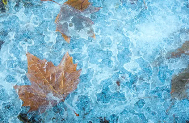 Photo of Winter. Freezing rain. Yellow maple leaves frozen in ice. Autumn and winter background. A pattern of yellow leaves on the icy surface.