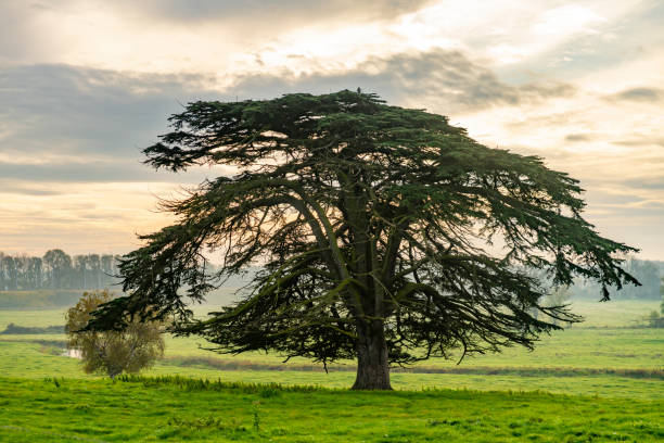 árvore de cedro na névoa - cedro - fotografias e filmes do acervo