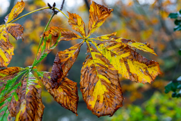 rosskastanienblatt im regen - chestnut tree leaf sunlight tree stock-fotos und bilder