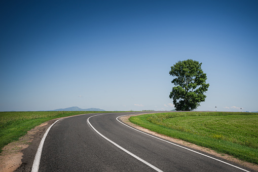 An asphalt road among meadows leading to a large tree on the horizon. Beautiful summer landscape with blue sky, greenery and a tree on the hill. Minimalism, transport links, travel concept.