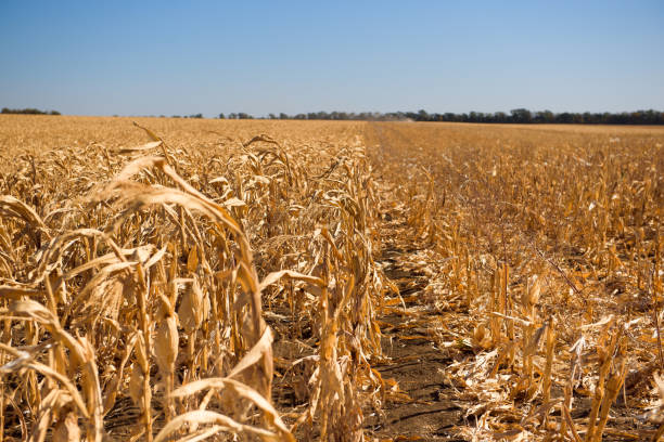 istock A field of ripe corn ready for harvest in the fall. 1299304827