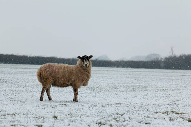 istock Single Sheep in a snowy field 1299305031