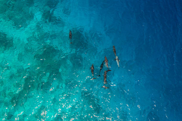 istock Drone view of dolphins in the Maldives 1299305901
