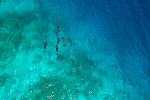 istock Drone view of dolphins in the Maldives 1299305928