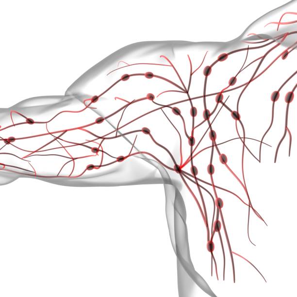 istock Human Lymph Nodes Anatomy For Medical Concept 3D Rendering 1299307608