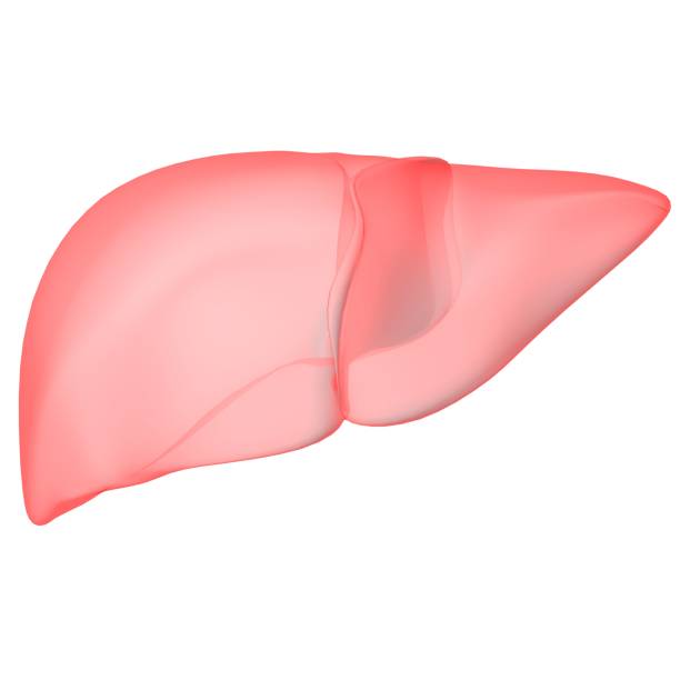 istock Liver 3D Illustration Human Digestive System Anatomy 1299307703