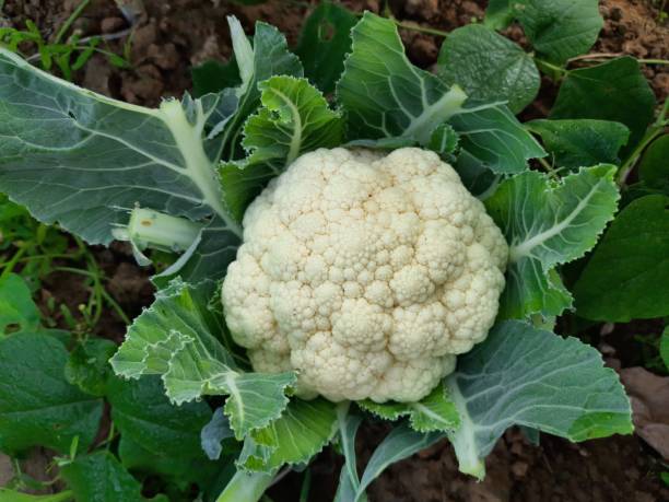 cavolfiore in orto. - cauliflower foto e immagini stock