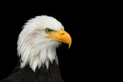 Portrait of a beautiful bald eagle, the national bird of the United States, against a black background.