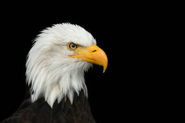 Beautiful bald eagle Portrait of a beautiful bald eagle, the national bird of the United States, against a black background. accipitridae photos stock pictures, royalty-free photos & images
