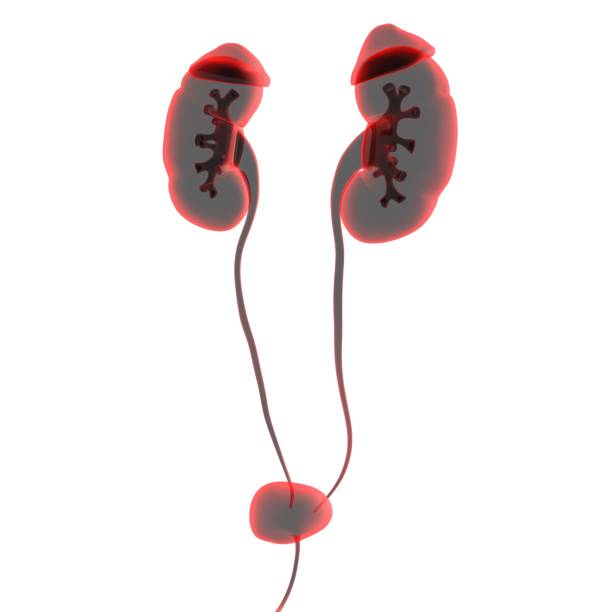 istock Human Urinary System Kidneys with Bladder Anatomy For Medical Concept 3D 1299307885