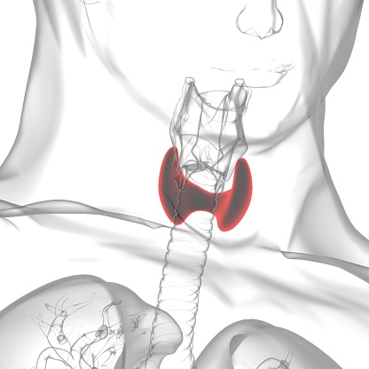 Thyroid Gland Anatomy For Medical Concept 3D Illustration