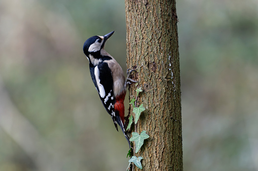 female great spotted woodpecker (Dendrocopos major)