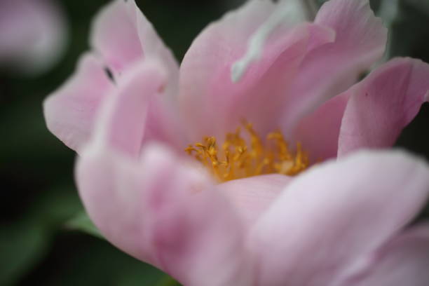 istock Beautiful blooming pink peony flower close up 1299309420