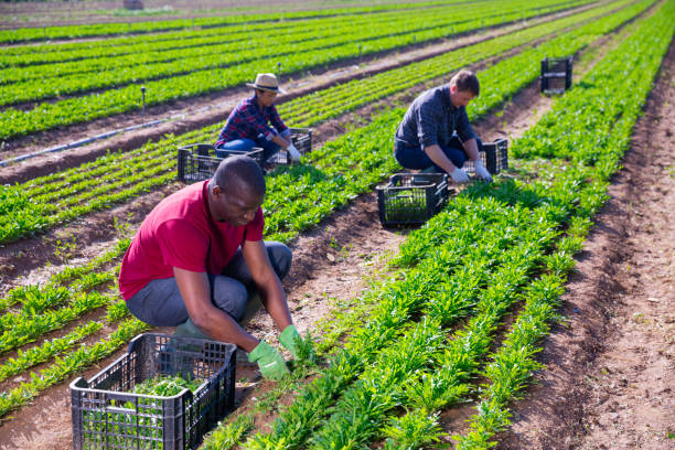 istock African american farmer collects arugula with workers 1299310624