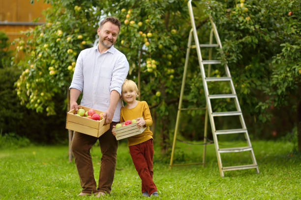 彼の父親と一緒に果樹園でリンゴを摘む小さな男の子。収穫中に休む子供とお父さん。秋の国内庭園での収穫。 - orchard child crop little boys ストックフォトと画像