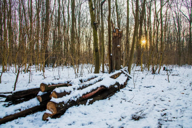 Snow is falling in the forest. Christmas season, New Year. Cold temperature.