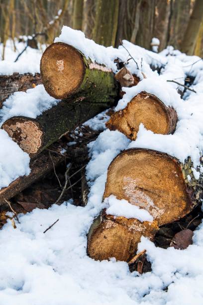 istock Forest covered with snow. Christmas season, New Year. Cold temperature. 1299313164