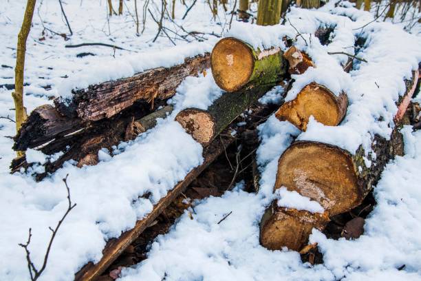 istock Forest covered with snow. Christmas season, New Year. Cold temperature. 1299313210