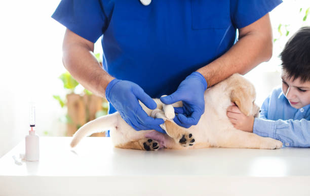 istock Puppy at veterinarian office 1299313794