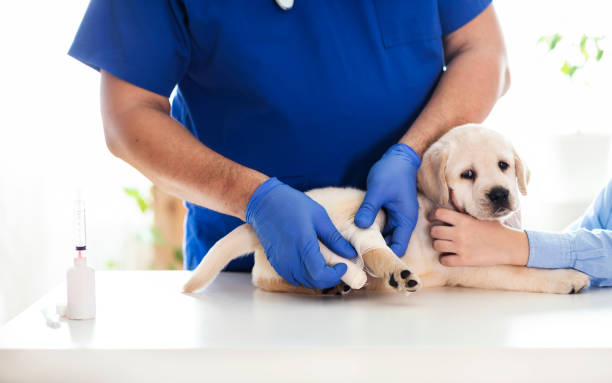 istock Puppy at veterinarian office 1299313803