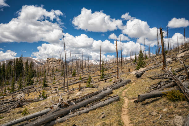 istock Landscape after a Forest Fire in Colorado 1299314723