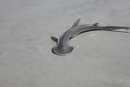 baby hammerhead shark on a sand beach