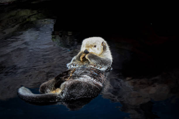 istock Sea otter floating in the water 1299314785