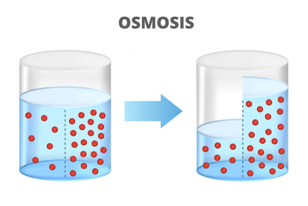 삼투압, 역삼투, 용매 및 분자가 있는 반과구성 멤브레인. - desalination stock illustrations