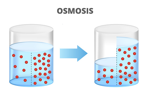 Vector scientific illustration of osmosis, reverse osmosis isolated on a white background. Molecules of a solvent such as water H2O passing through the semipermeable membrane from the less concentrated part to the more concentrated part. The scientific diagram is shown in a water container, beaker, or flask.