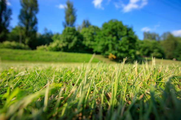 istock green grass on the Vistula Boulevards in Krakow 1299315047