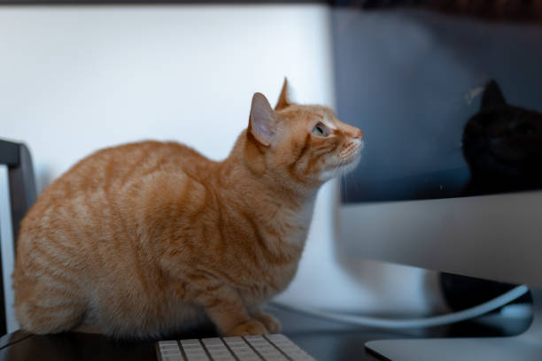 istock close up. brown tabby cat sitting on a keyboard looks at the computer screen 1299315301
