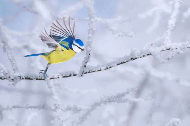 istock Cute little birds. Winter nature background. Blue tit. 1299316054