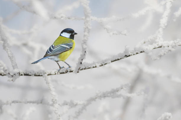 симпатичные маленькие птицы. зимний фон природы. отличная сиська. - большая синица стоковые фото и изображения