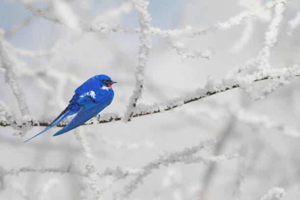 istock Cute little birds. Winter nature background. Barn Swallow. 1299316122