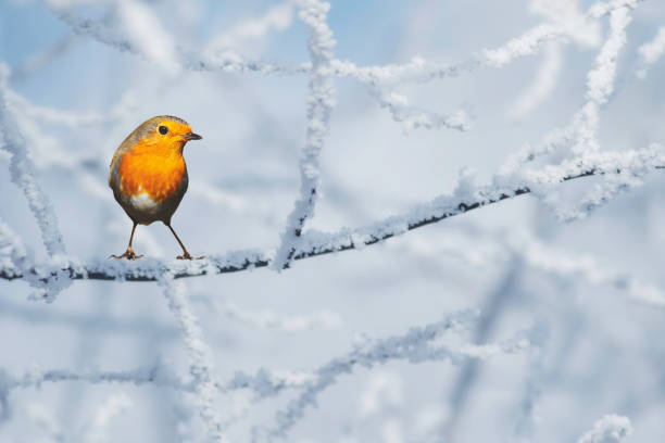 istock Cute little birds. Winter nature background. 1299316367