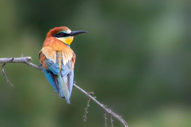 istock Colorful bird. Green yellow nature background. Bird: European Bee eater. Merops apiaster. 1299316421