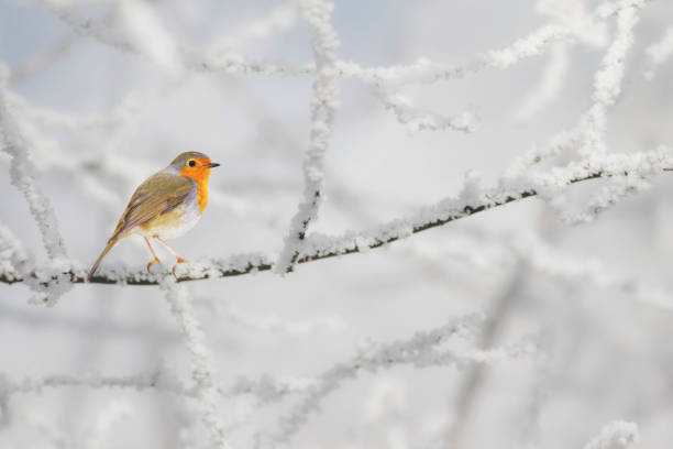 istock Cute little birds. Winter nature background. 1299316422