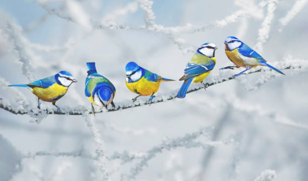 istock Cute little birds. Winter nature background. Eurasian Blue Tit. 1299317387