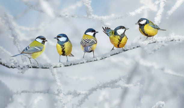 istock Cute little birds. Winter nature background. Great tit. 1299317436