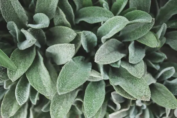 Photo of Furry green leaves background, Stachys byzantina or Lamb's Ears plant.