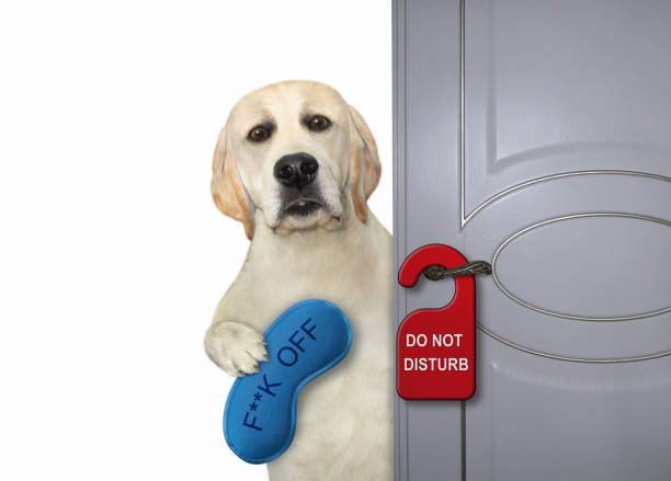 istock Dog white with sleep mask at door 3 1299318705