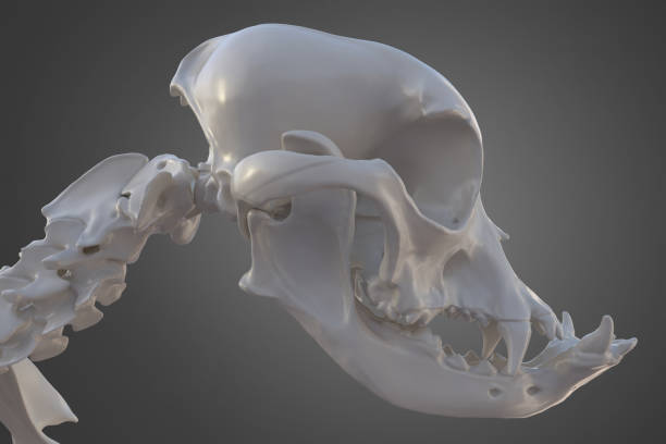 istock Canine dog skull skeleton 1299318752
