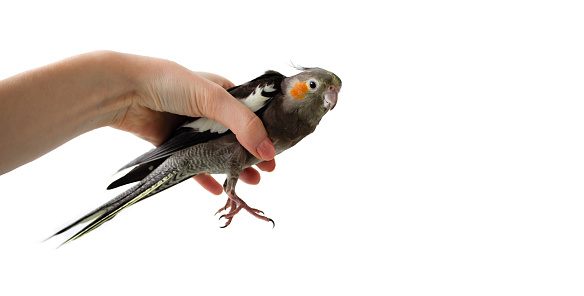 Female hand holds a gray parrot cockatiel on a white isolated background. Parrot in hand. Hand holds a parrot.Hand holding a bird