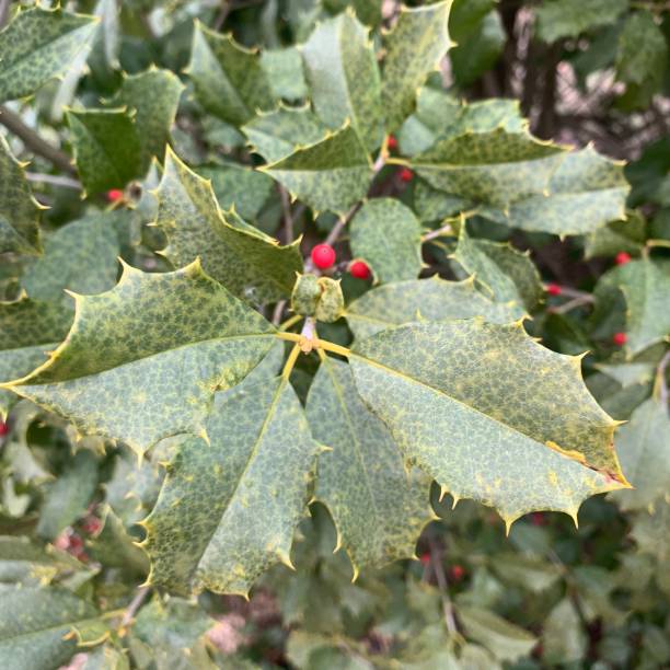 istock Holly Leaves Mottled in Winter 1299319775