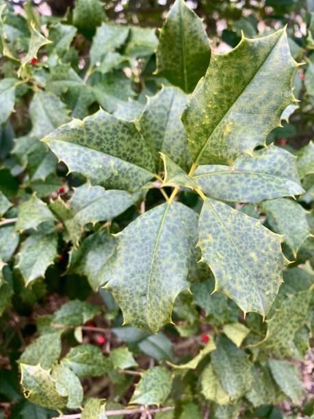 istock Holly Leaves Mottled in Winter 1299319799