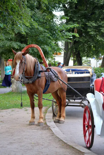 Photo of Brown horse harnessed to stroller, Suzdal, Vladimir region, Russia