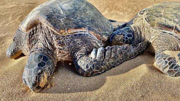 две зеленые морские черепахи, отдыхающие на песке / черноморная черепаха / тихоокеанская зеленая черепаха / chelonia mydas - black sand beach hawaii islands maui стоковые фото и изображения