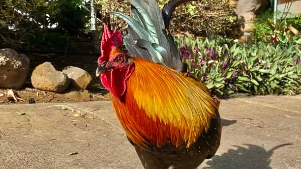 istock one curious rooster / cock / gallus gallus 1299320833